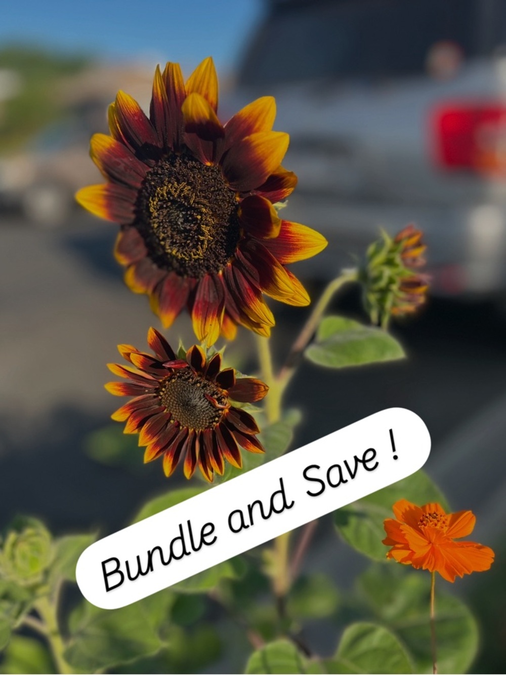 Bundle and save today
